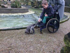 paradise-park-penguin