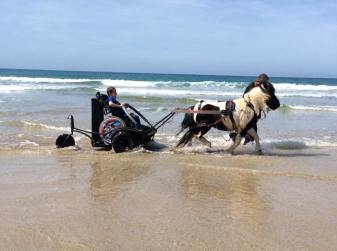 Boy sat in a funky wheelchair, on a carriage, drawn by a pony. They are racing on the beach with the waves around them.