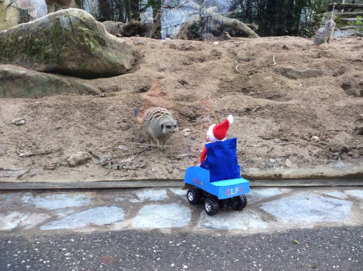 Comparing the Meerkat!