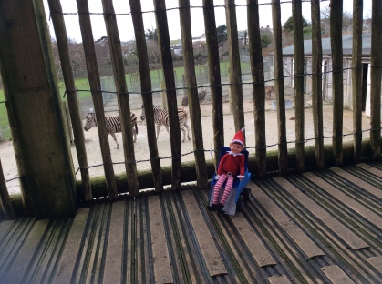 Toy Elf using a powered wheelchair, sat on a brigdge, overlooking a pen with two zebra in.