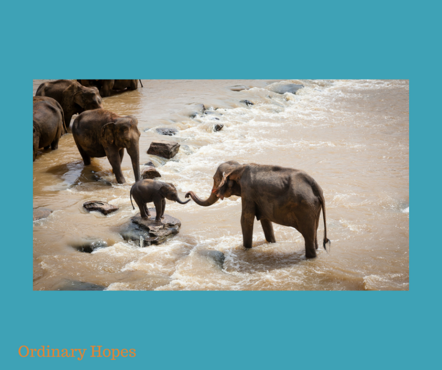 A baby elephant is on a big rock in a muddy river. A larger elephant is reaching their trunk out to it, and another is moving towards it. Other elephants appear to be in a line crossing the stream.